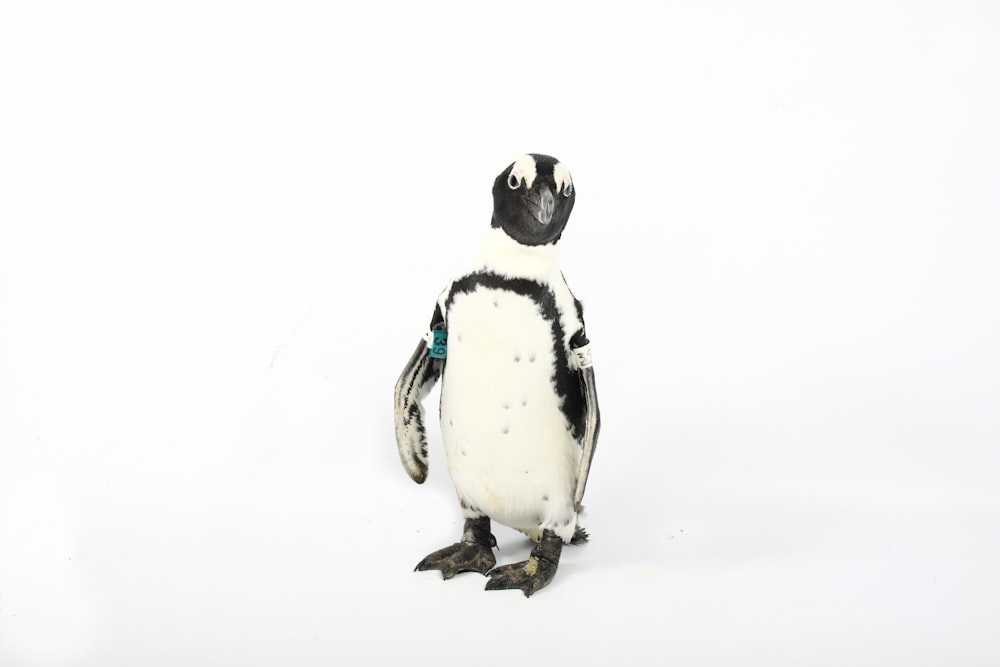 white and black penguin