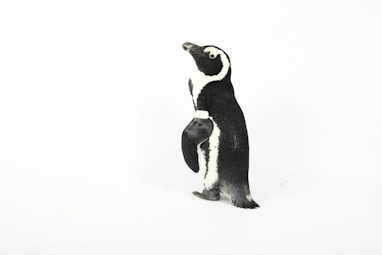 black penguin painting
