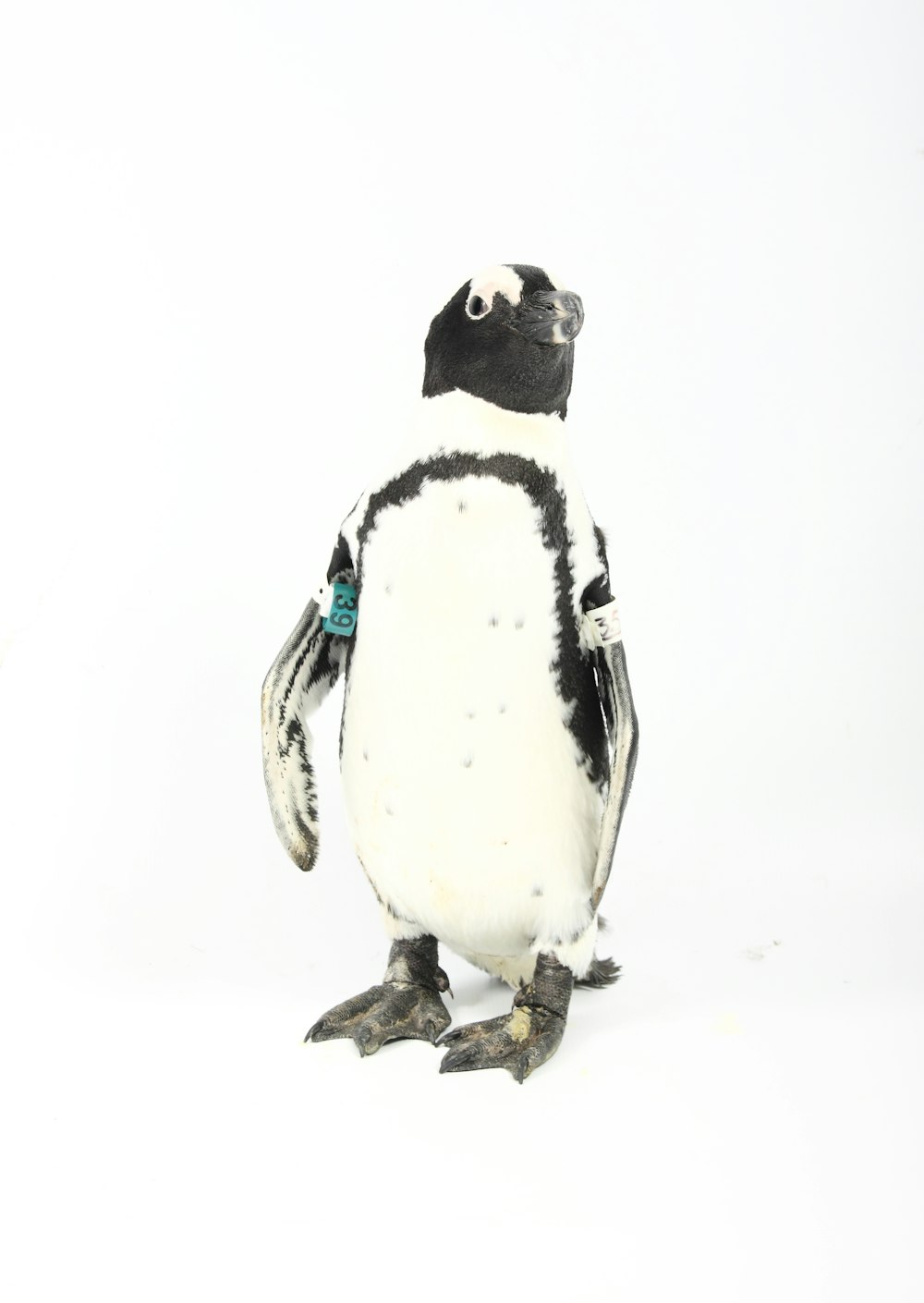 black and white penguin