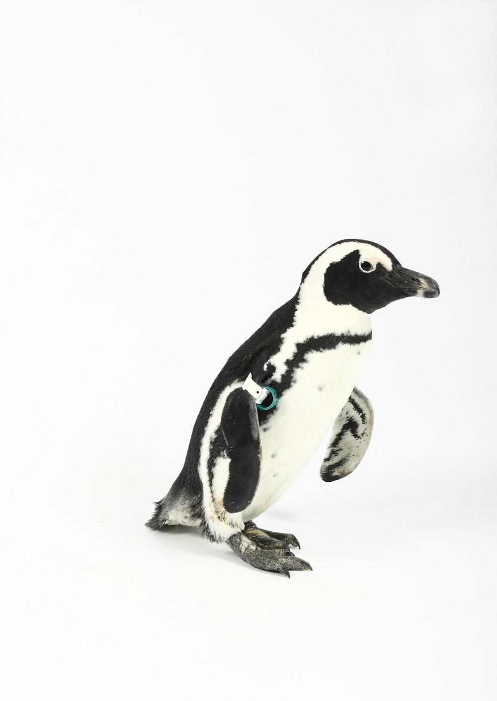 black and white penguin