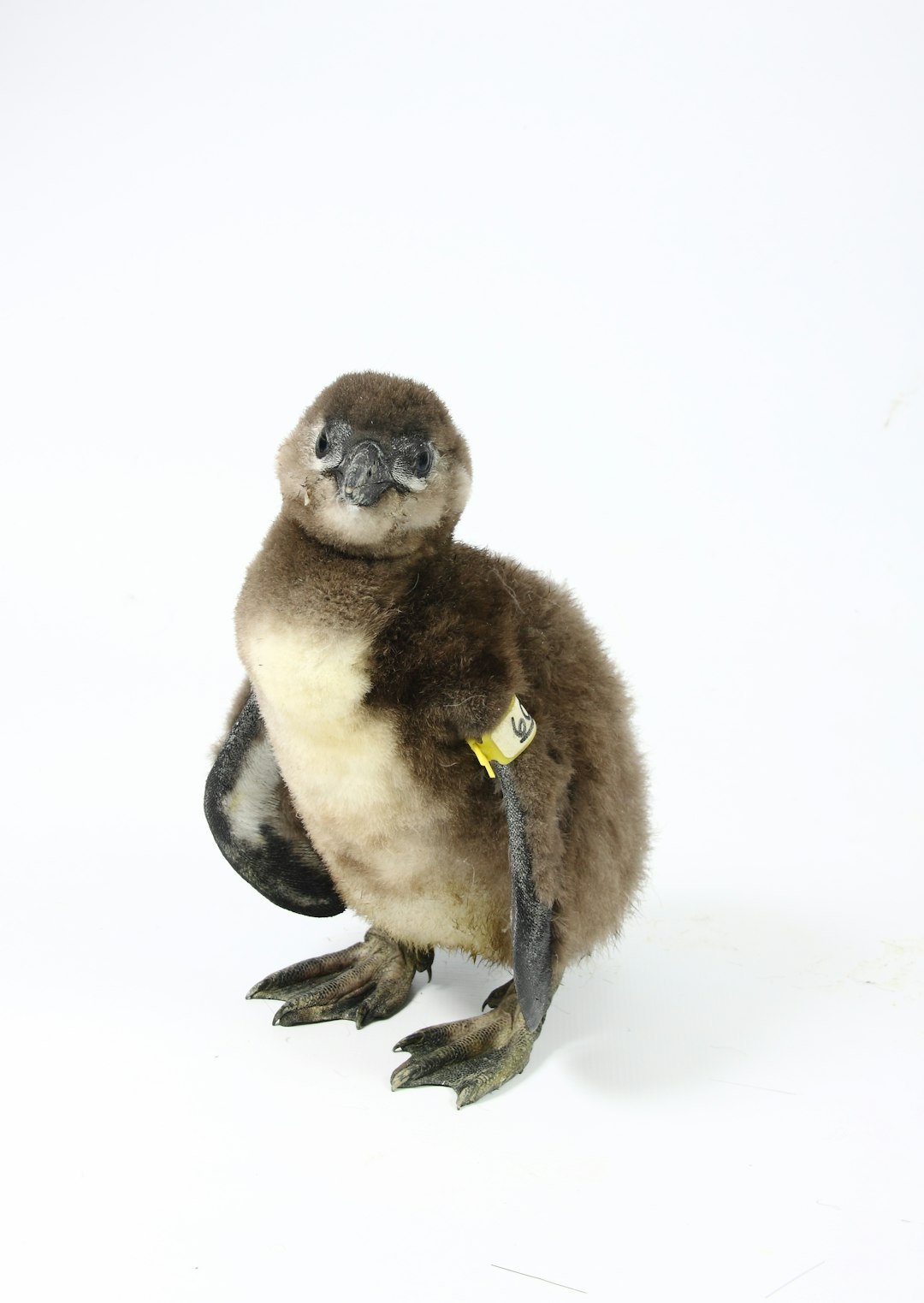 Wildlife photo spot Cape Town Robben Island