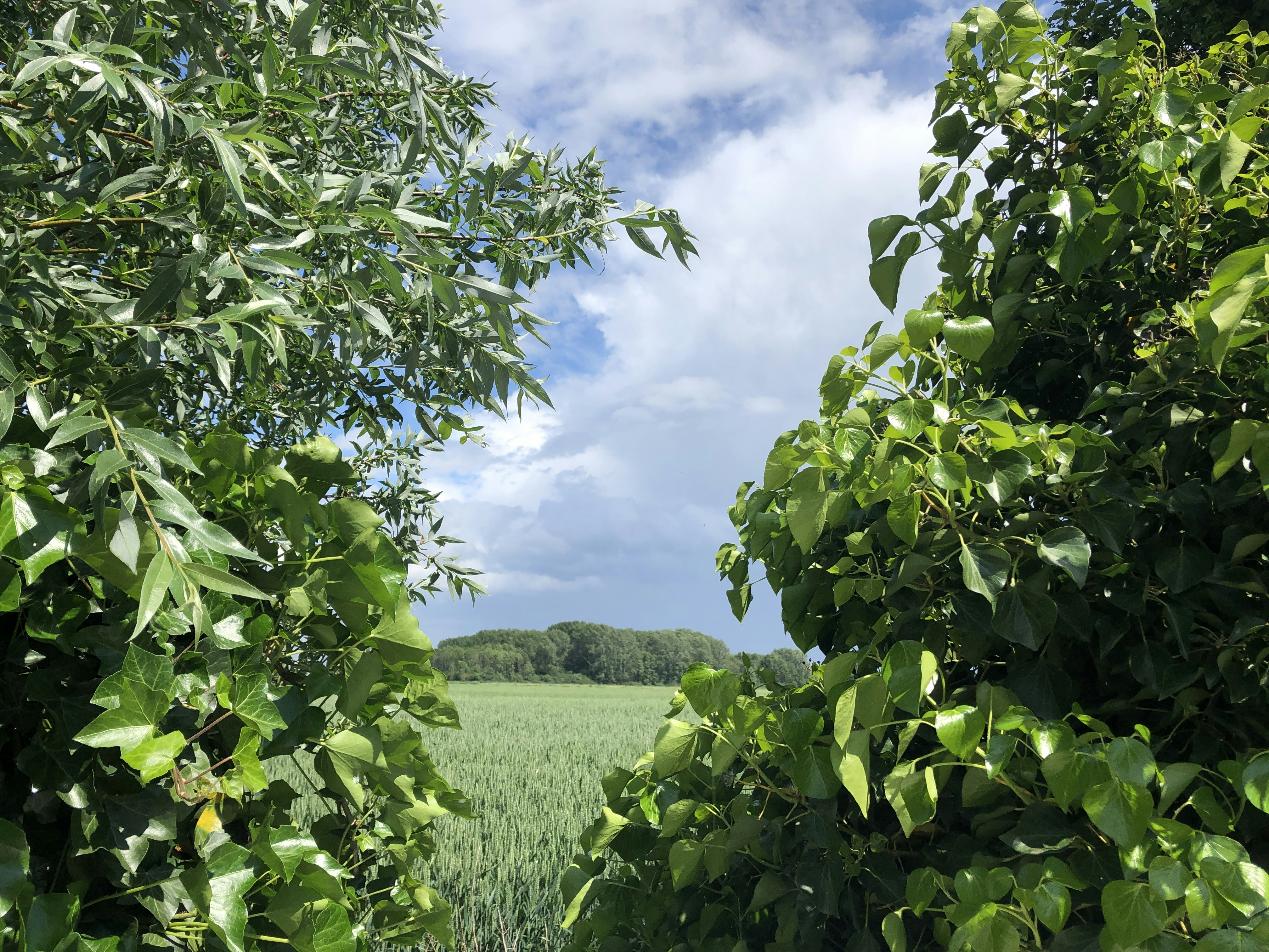 Plante verte et champ d’herbe