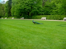 green peacock
