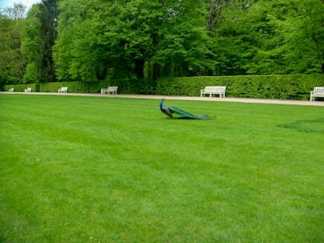 green peacock
