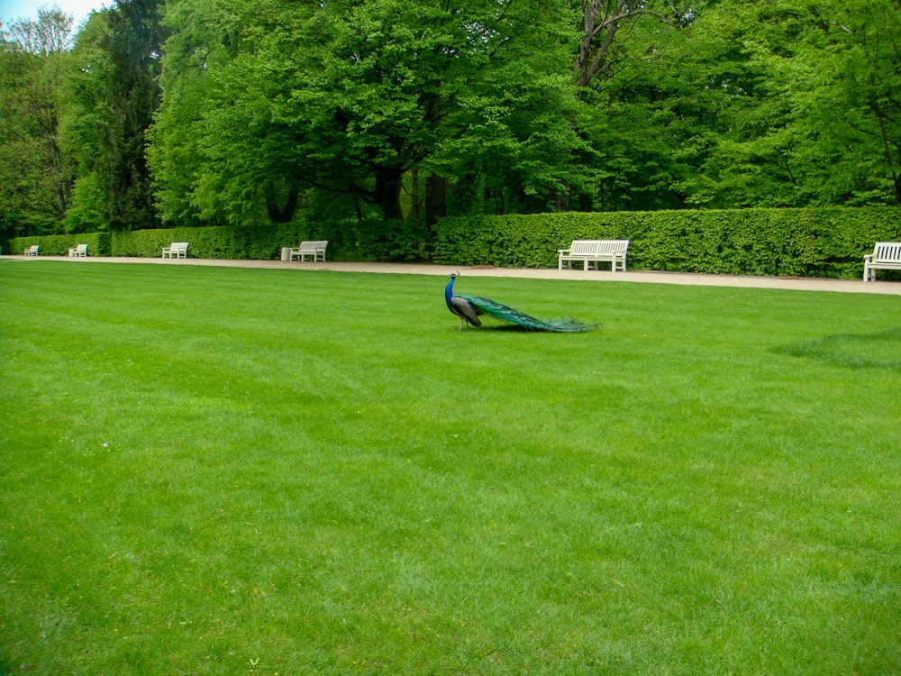 Pavão verde