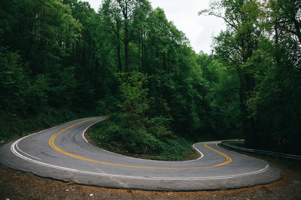 winding road surrounded by trees