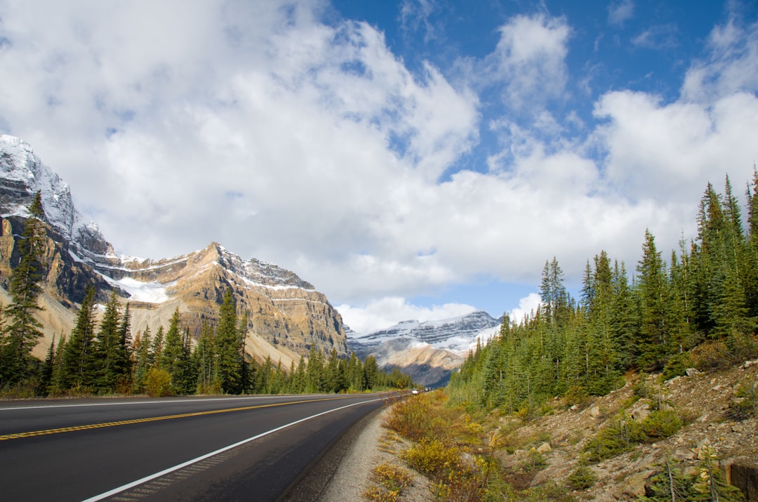 asphalt road and pine trees scenery, The Canadian Rockies along Icefield Parkway in Alberta Canada on the way to Jasper.