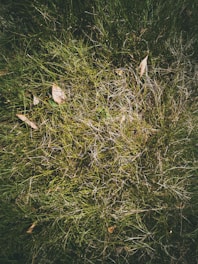 A patchy, dry lawn with uneven grass and scattered leaves in a residential yard.