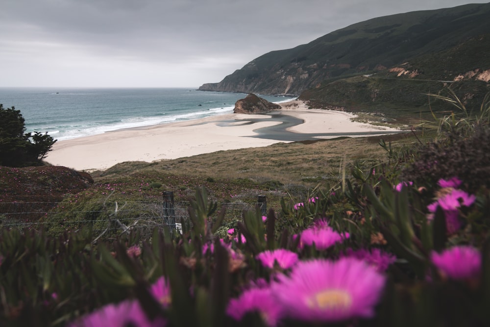 selective focus photography of pink petaled flowers near mountain beside seashore during daytime