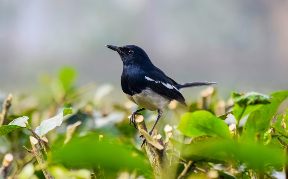 shallow focus photography of black and white bird