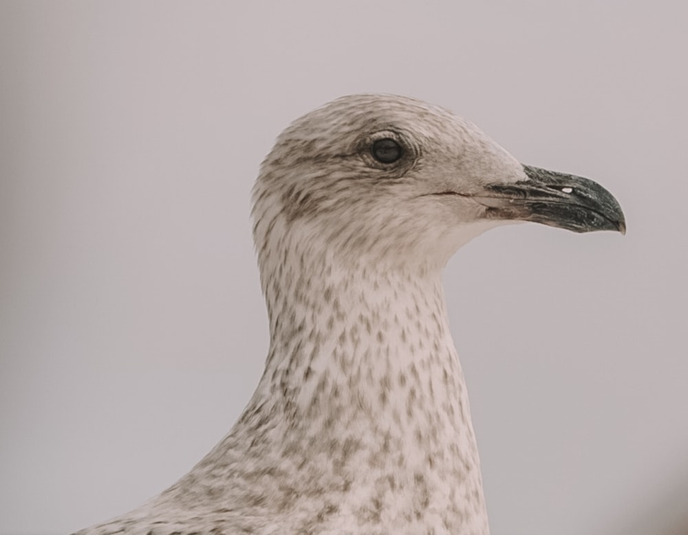 white and brown bird