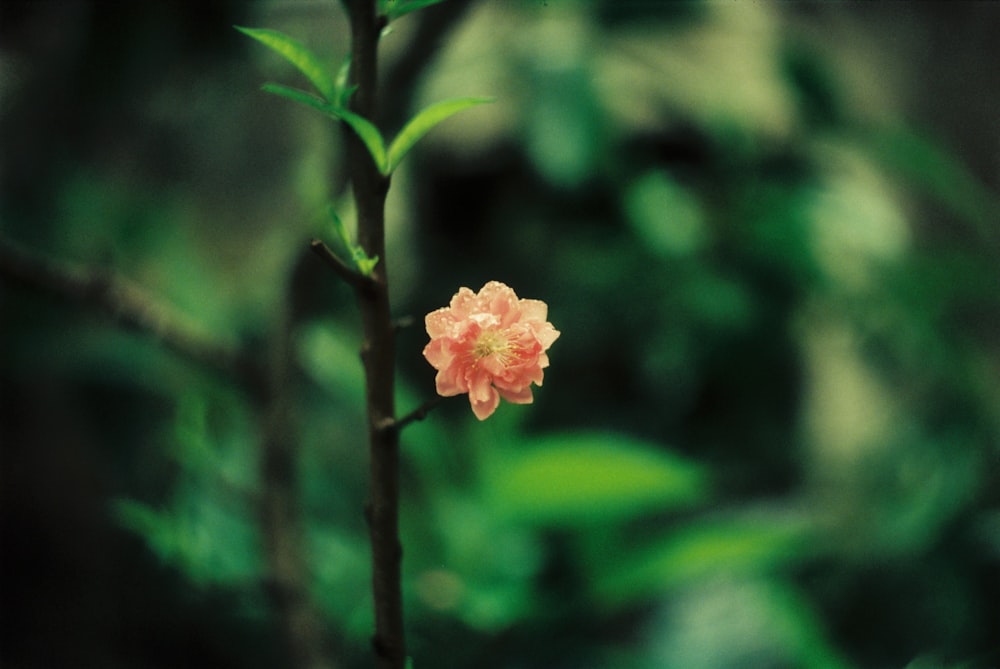 pink petaled flower