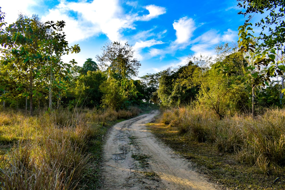 dirt road during daytime