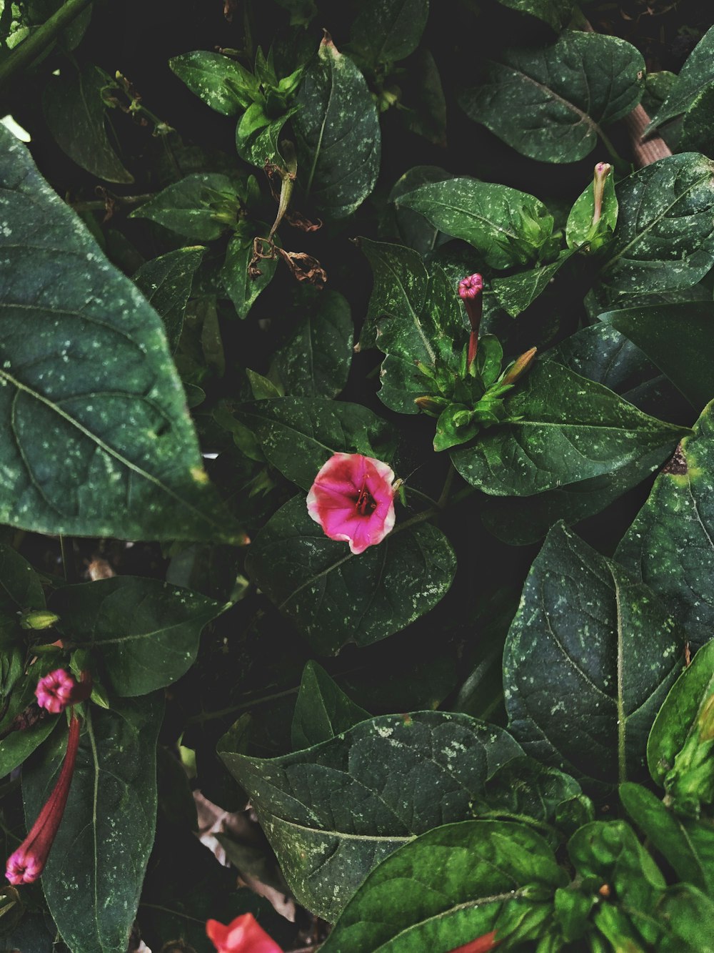 red petaled flowers