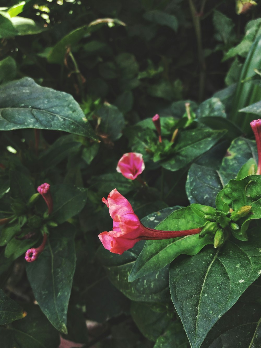 red flowers in bloom