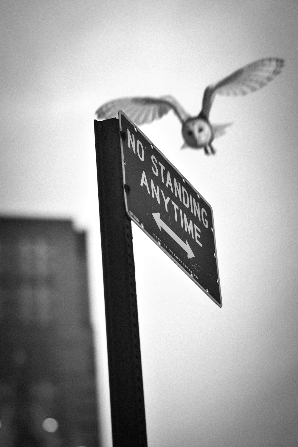 soaring owl over no standing anytime signage