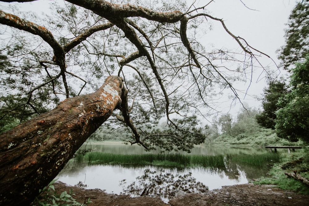 tree leaning in body of water during daytime