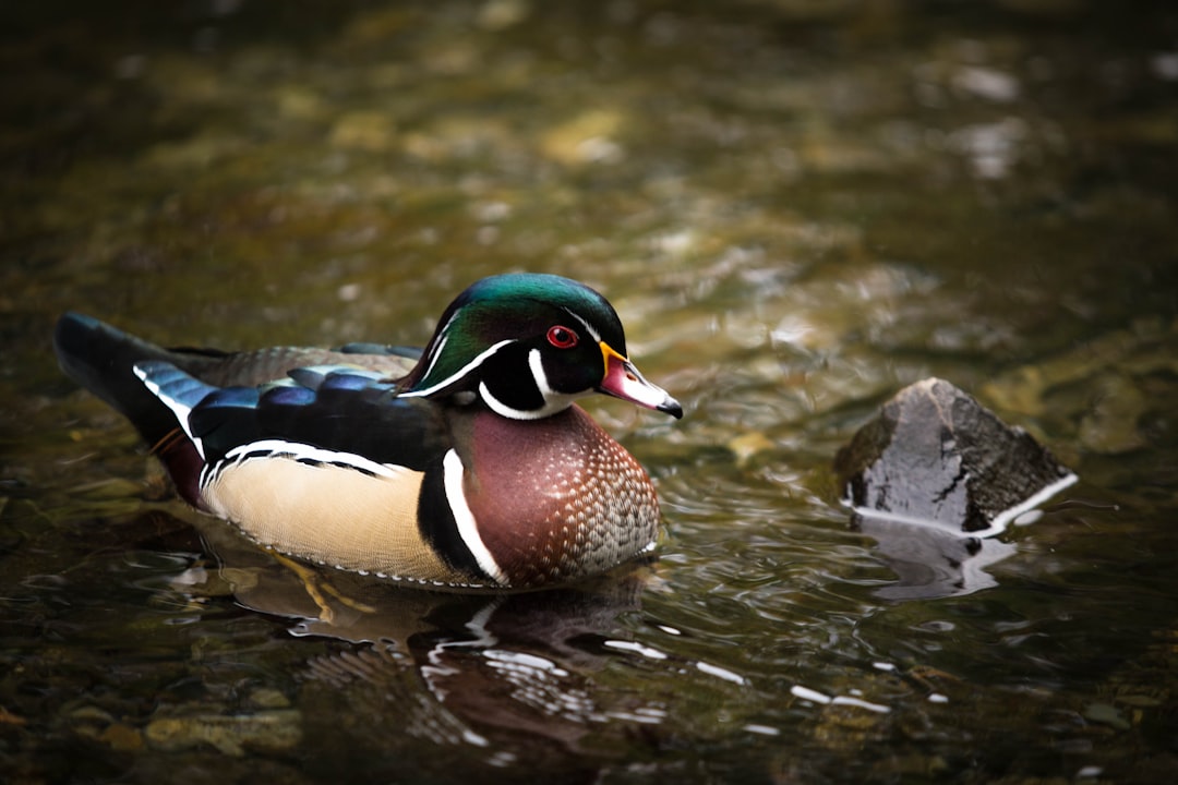brown, white, and green duck decoy on water