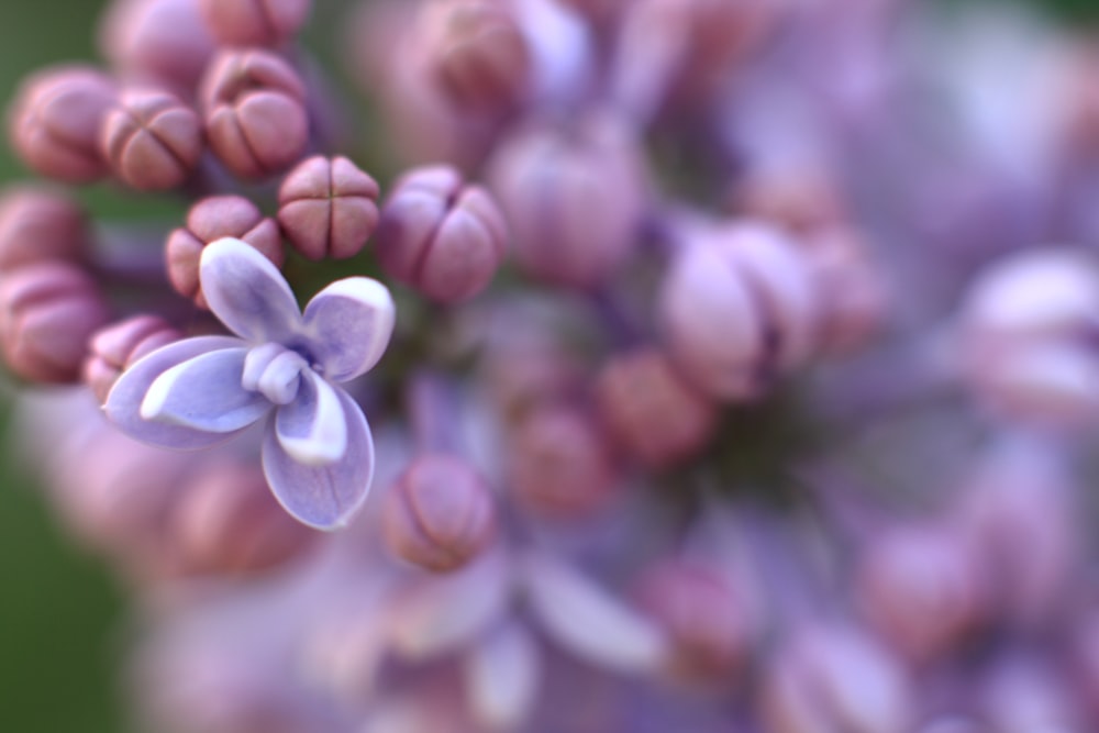 selective focus photo of lilac flower