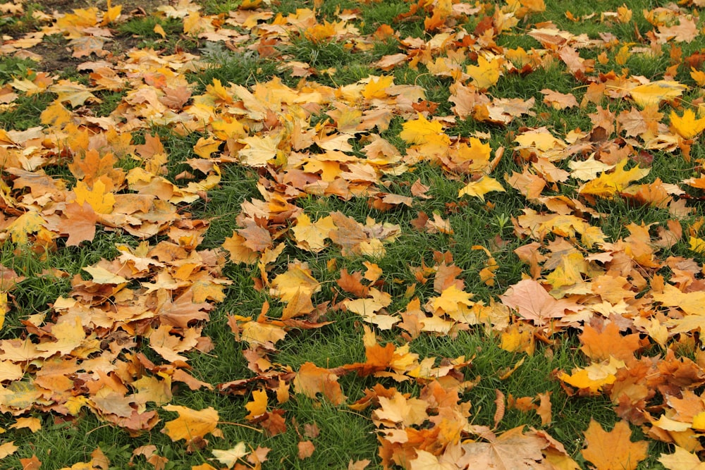 dried leaves on green grass