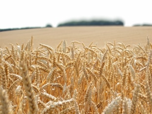 brown wheat field