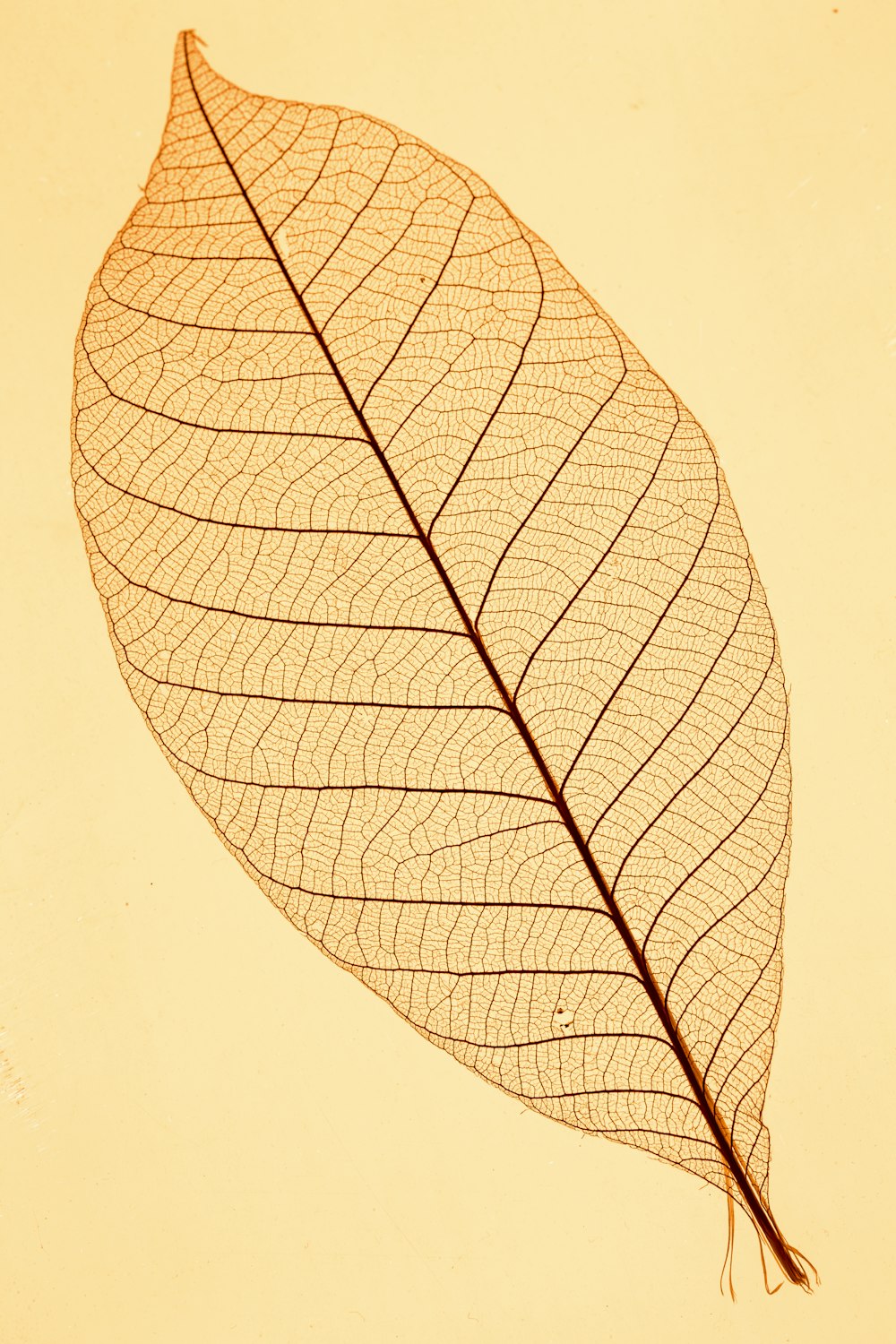 brown leaf