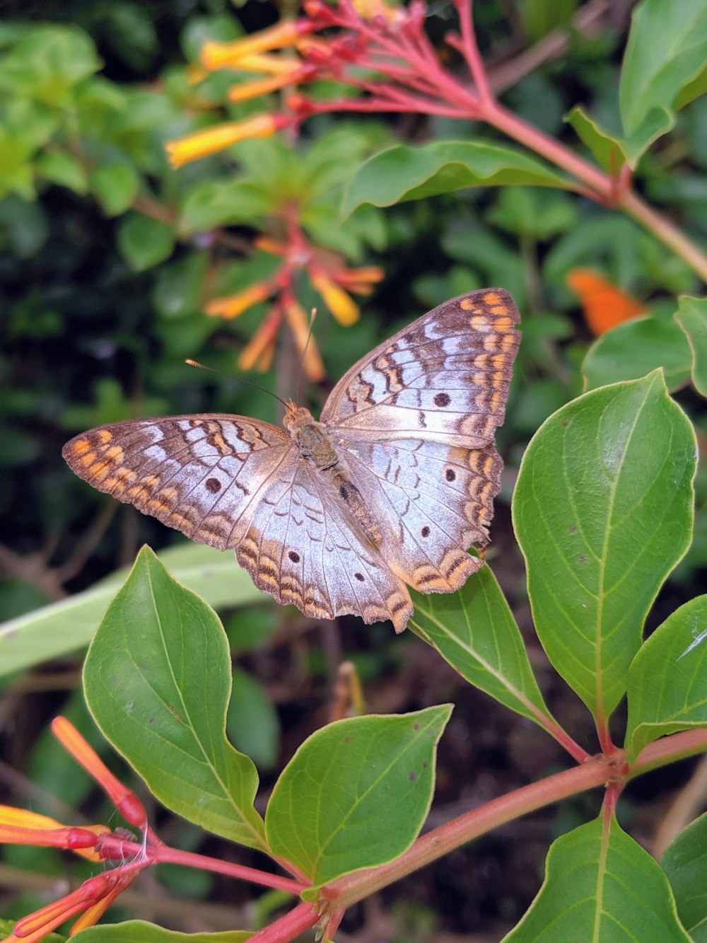 orange and gray moth