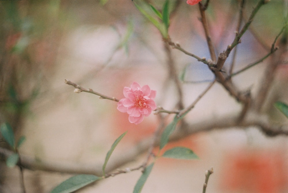 pink flowered shrub
