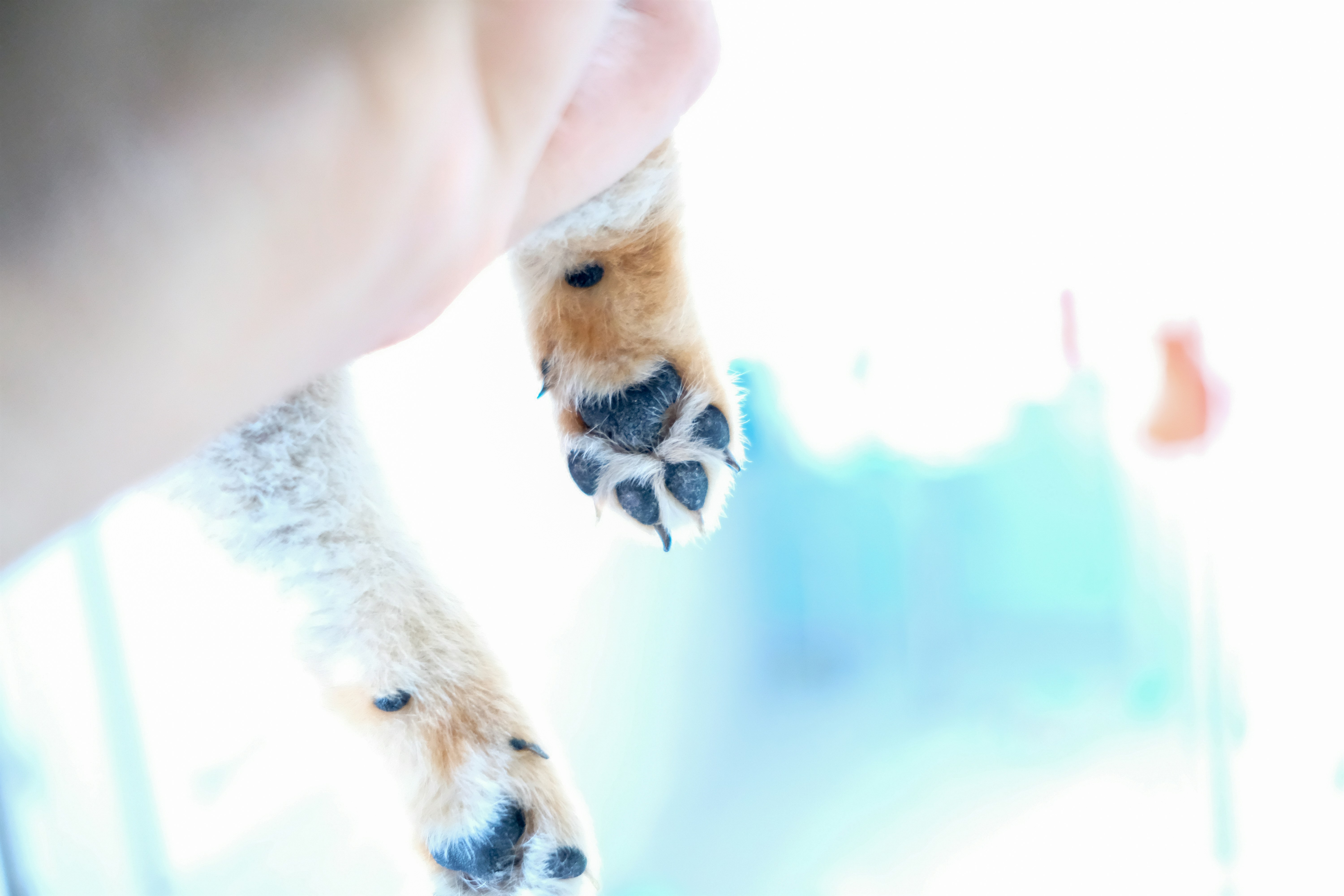 Koiran kynnen rakenne ja leikkaus