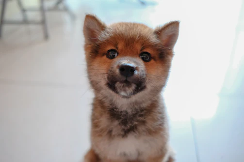 A team member photographing a playful puppy for engaging marketing content.