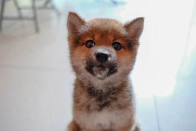 A tiny Yorkshire miniature puppy looking curiously at the camera with soft lighting