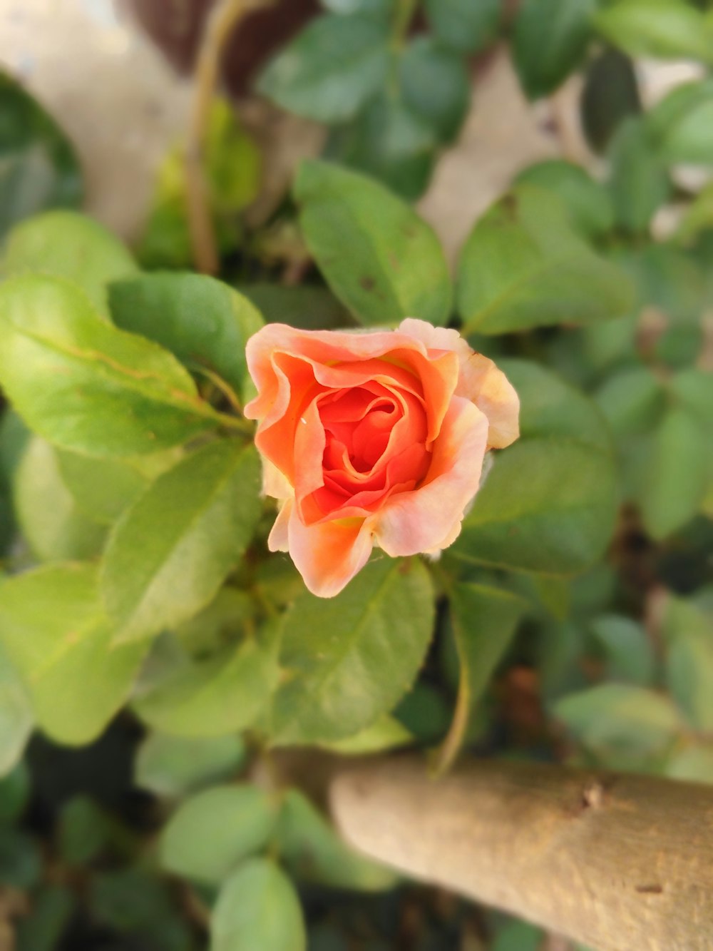 beige rose flower