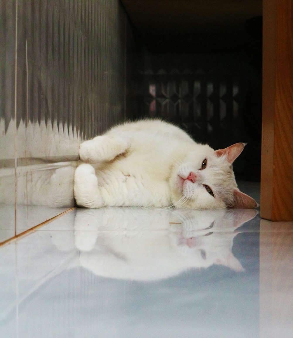 white short-coated cat