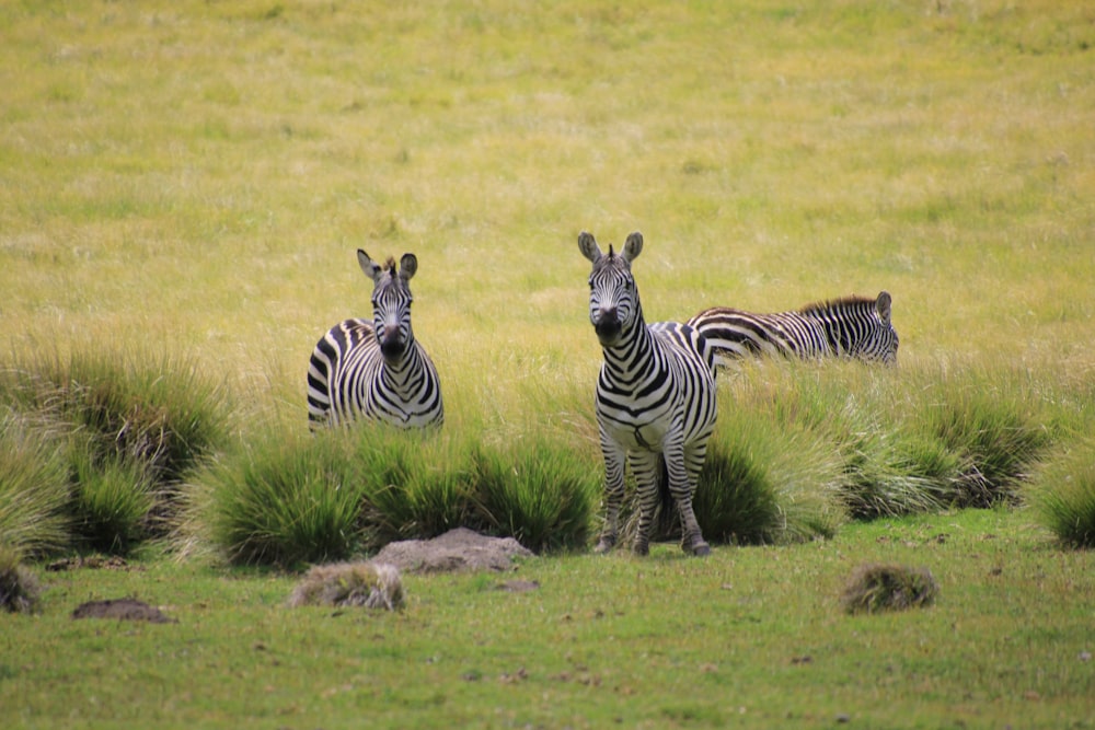 three zebra animals in green field