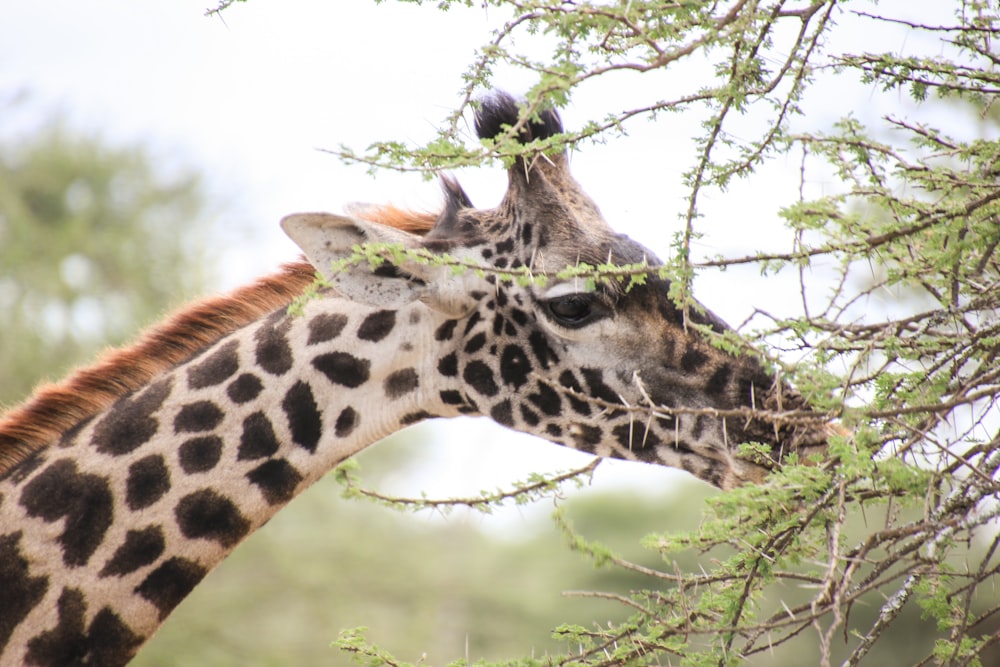 brown giraffe eating tree