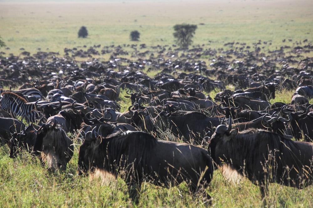 bulls and zebras grazing on grass plains