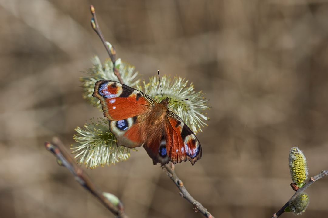 peacock butterfly perching on flower