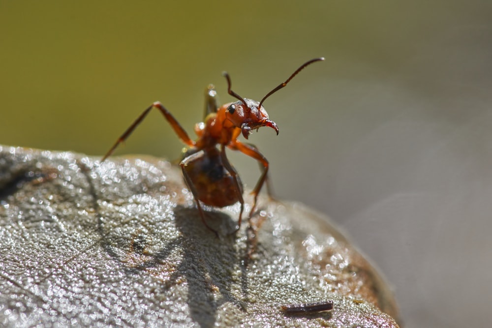 selective focus photography of ant