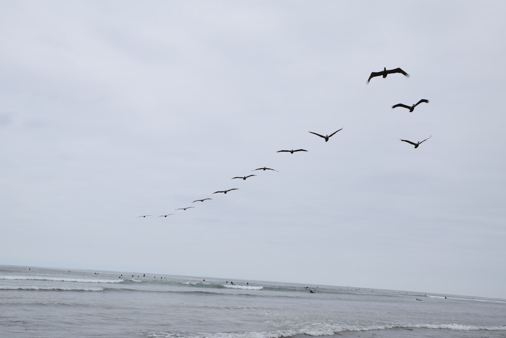 birds flying over body of water during daytime