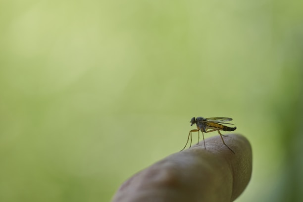 A mosquito is perched on a human finger against a soft-focused green background. The image captures the mosquito in detail, highlighting its long legs and wings.