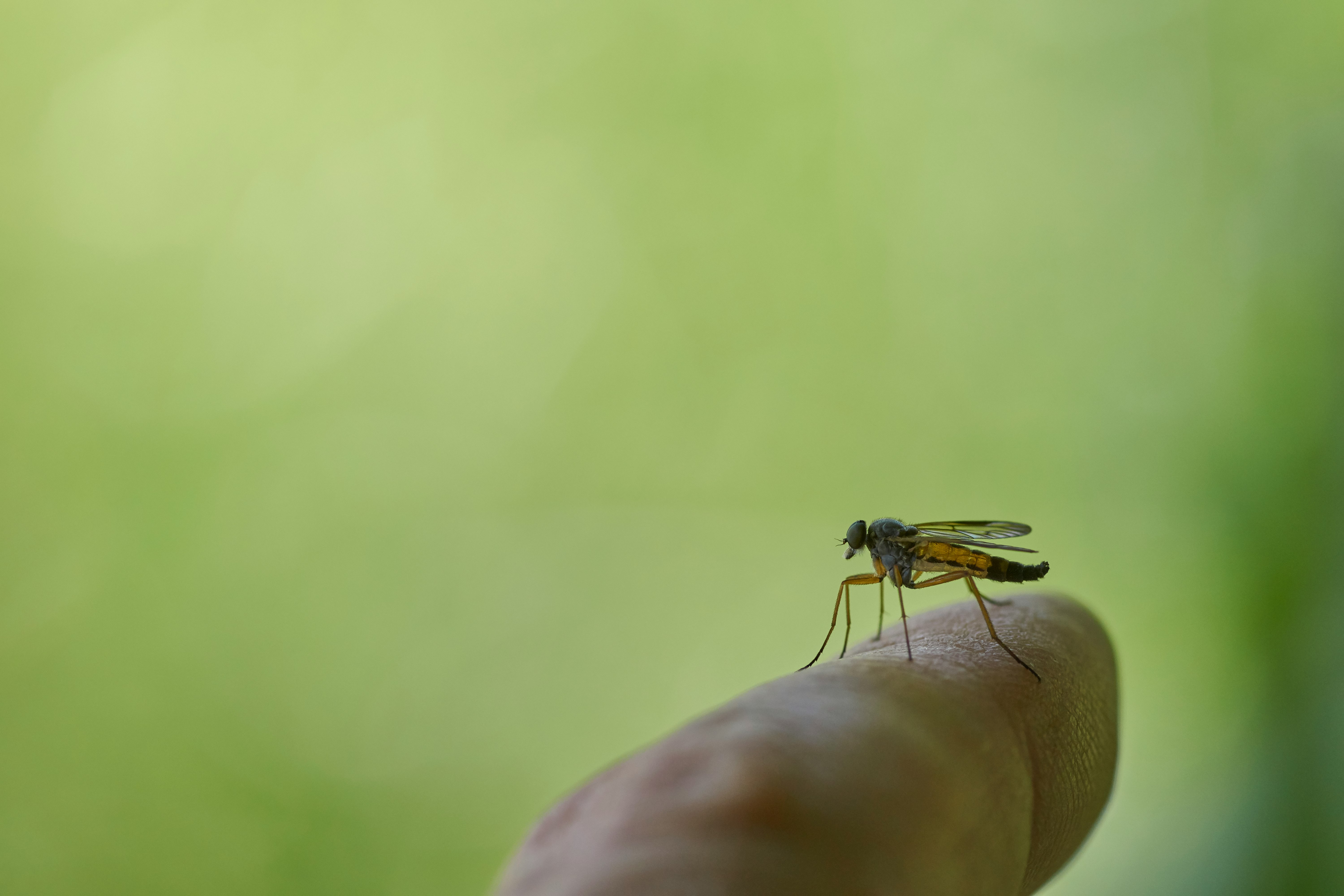 close-up photo of black mosquito