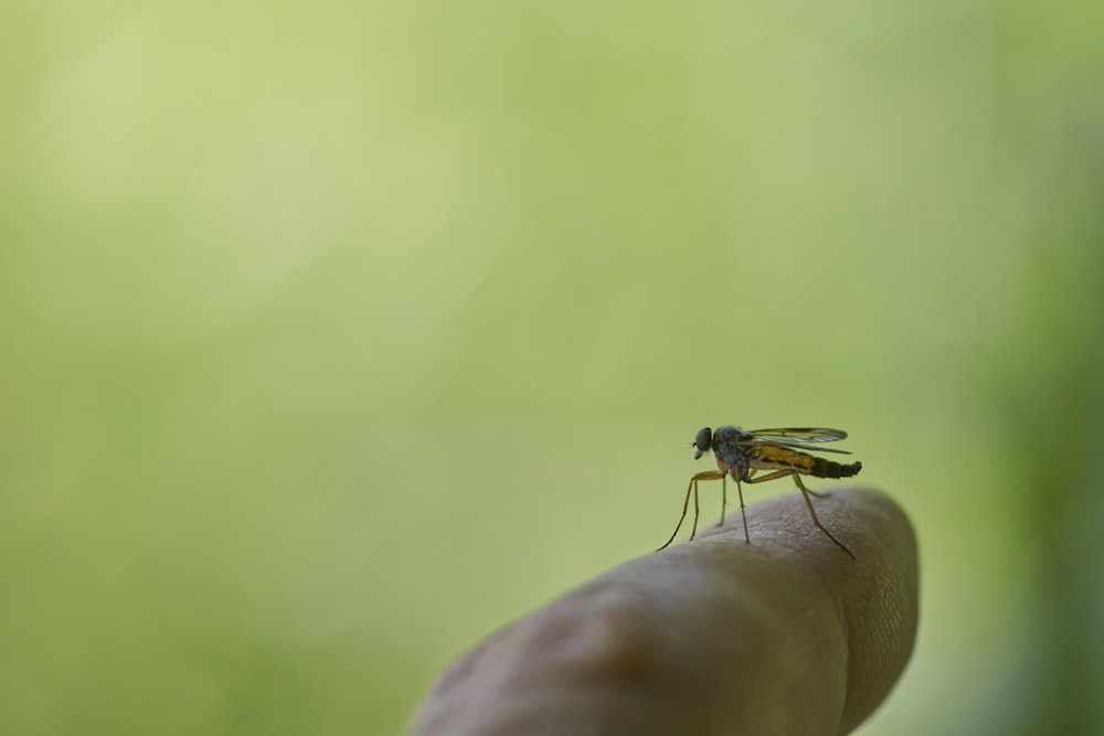 close-up photo of black mosquito