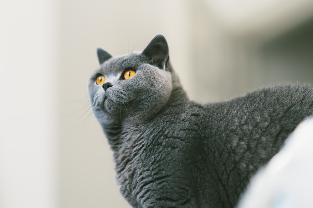gray cat in close-up photo