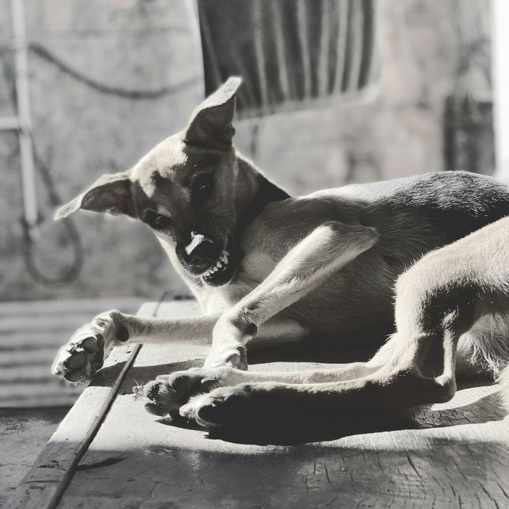 grayscale photo of dog showing teeth