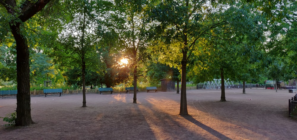 green-leafed trees during golden hour