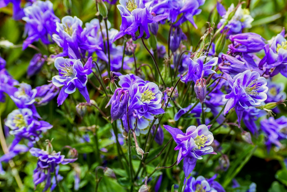 purple-and-white flowers