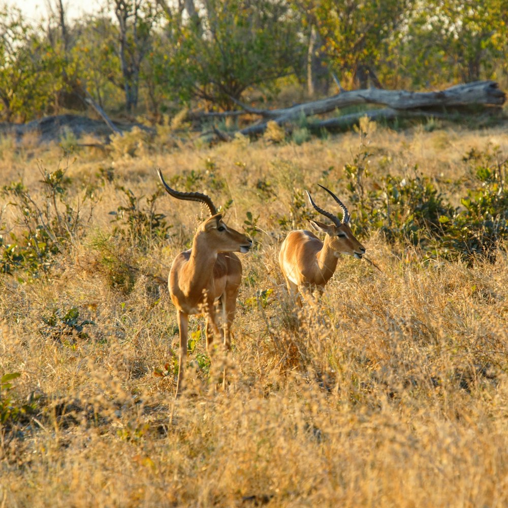 two brown antelopes on grass