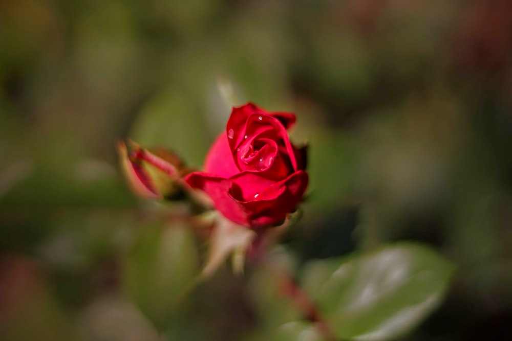 selective focus photography of red rose