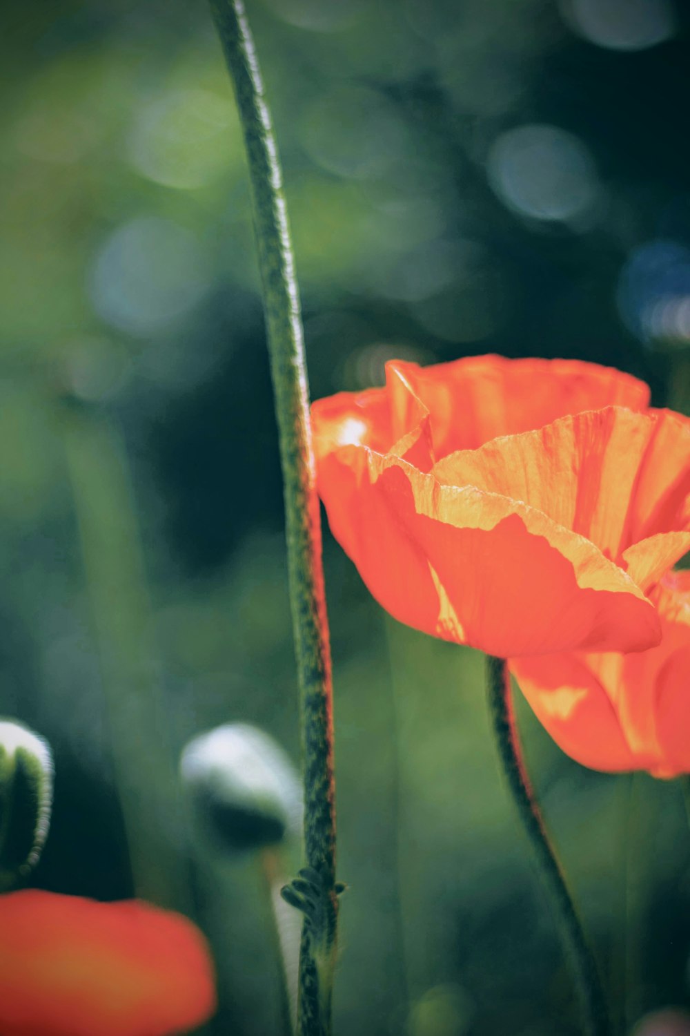 orange-petaled flower