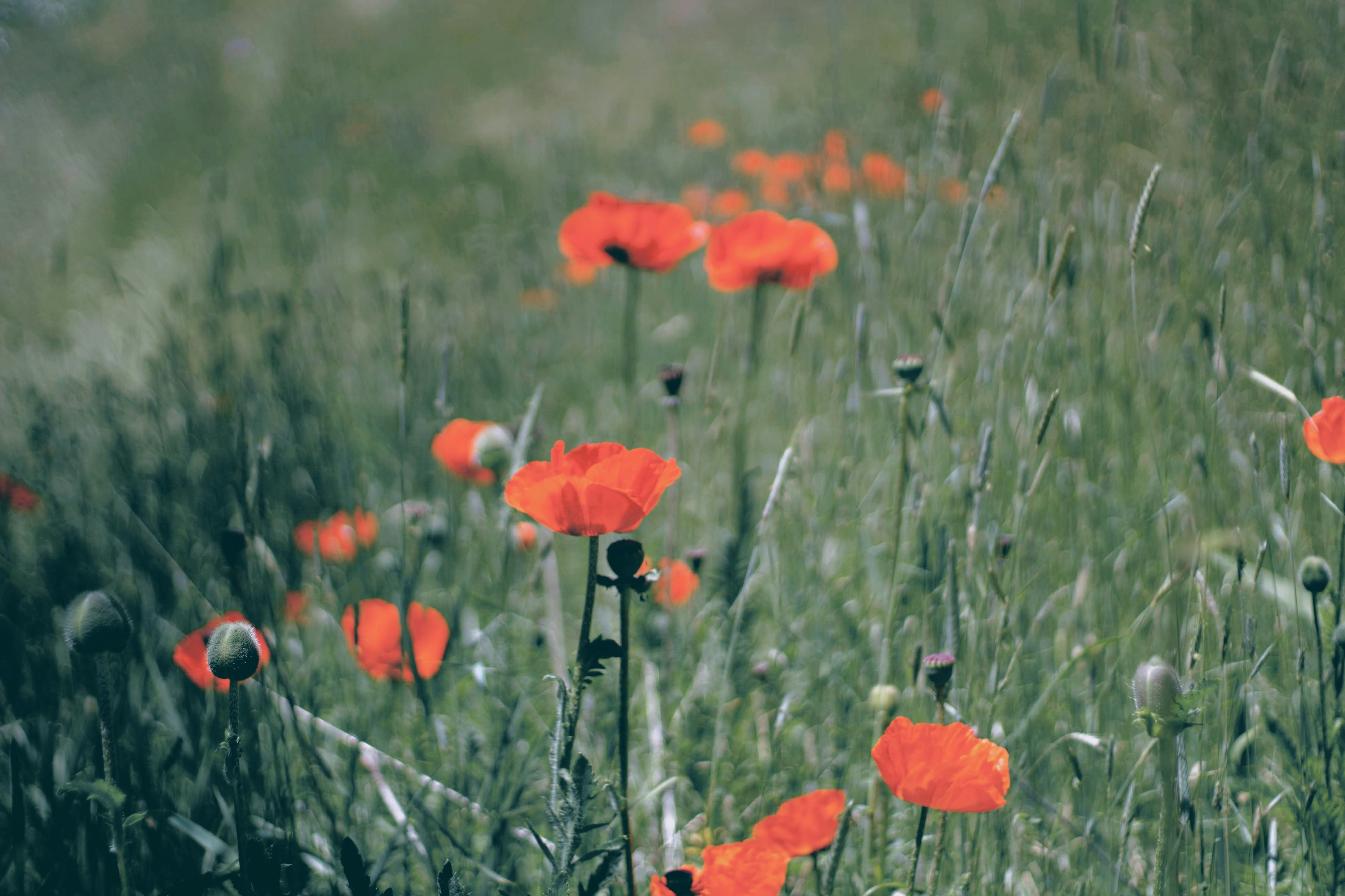 Photo by joshua_hoehne